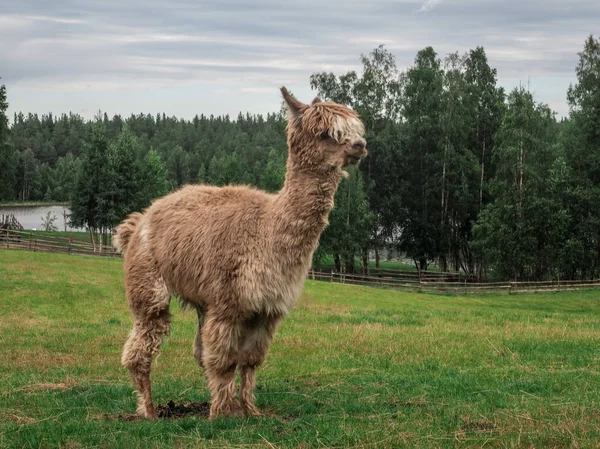 Llamas Alpaka Állati Koncepció — Stock Fotó