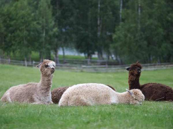 Lamy Nebo Alpaca Zvířecí Koncepce — Stock fotografie