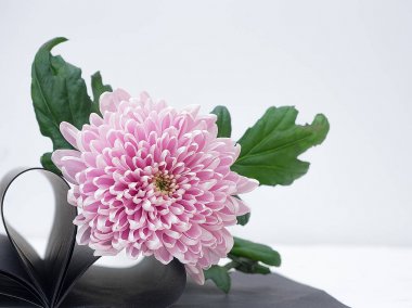 Kırpma yolu ile izole beyaz bir arka plan üzerinde hafif Pembe çiçek. Kalp kitap sayfası. Portre. büyük tüylü çiçek. Tasarım için. Kopya alanı.