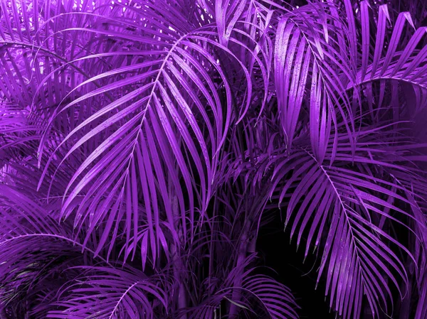 Fond Ultra Violet Fait Feuilles Vertes Fraîches Fond Ultra Violet — Photo