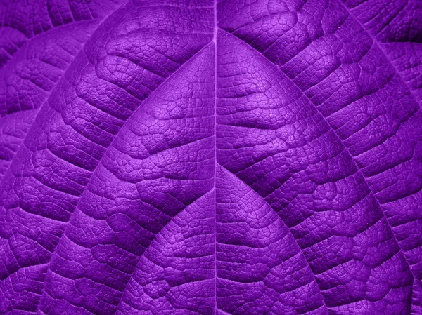 Ultra Violet Background Made Fresh Green Leaves Ultra Violet Backdrop — Stock Photo, Image