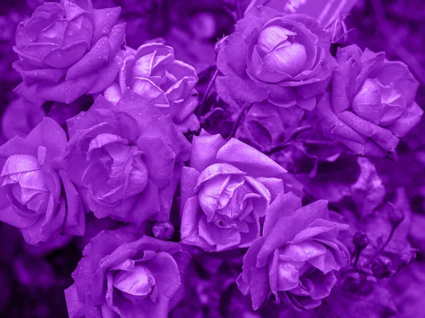 Ultra Violet background made of fresh roses. Ultra Violet backdrop for your design. Trendy color concept of the year.