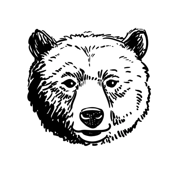 Ручка и чернильный набросок медвежьей головы — стоковый вектор