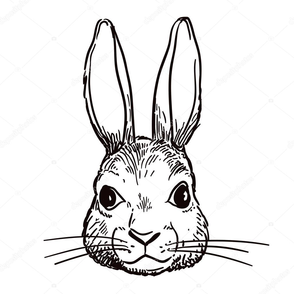 Download Pen and ink rabbit head sketch — Stock Vector © treemouse ...