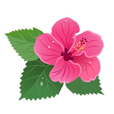 Hibiscus çiçek çiçek yeşil yaprakları ile çiy çiçek vektör düşer.