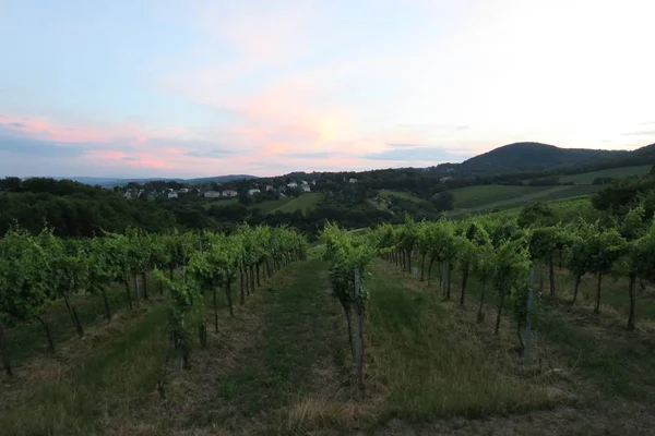 Vinyard, Kahlenberg Tepesi 'nde Austrias Capital Vienna 'da