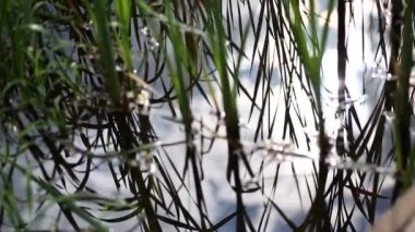  Göl su bitkileri ile