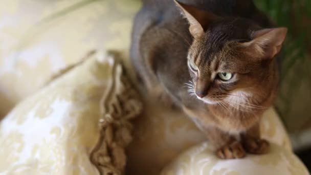 Hermoso gato sentado — Vídeos de Stock