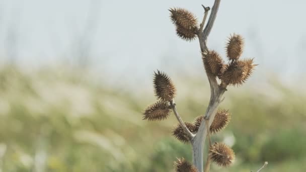 Una hermosa planta seca. Hierba en el viento . — Vídeos de Stock