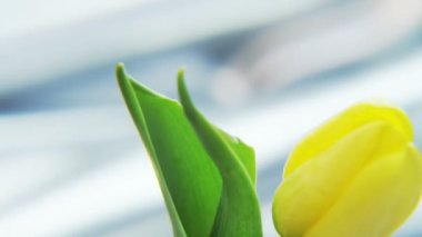 Sarı Lale, gümüş rengi bir arka plan üzerinde döner. Aşırı yakın çekim. Kırmızı Epic vurdu.