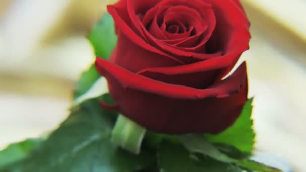 Rosa Rossa Che Ruota Uno Sfondo Dorato Primo Piano Estremo — Video Stock