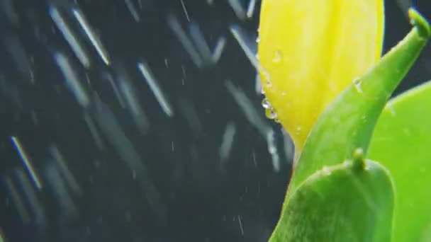 Жовтий Tulip Обертається Сильний Дощ Темному Тлі Екстремальний Закри Постріл — стокове відео