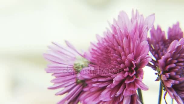 紫色的花朵在金色的背景下旋转 极端特写拍摄红色史诗 — 图库视频影像