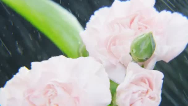 White Roses Rotating Heavy Rain Dark Background Extreme Close Shot — Stock Video