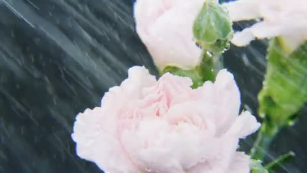 White Roses Rotating Heavy Rain Dark Background Extreme Close Shot — Stock Video