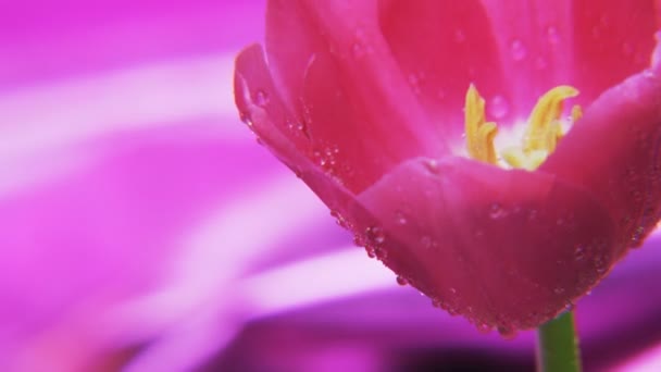 紫色的郁金香在深紫色的背景下旋转 极端特写拍摄红色史诗 — 图库视频影像