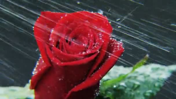 Rosa Rossa Che Ruota Sotto Pioggia Pesante Sfondo Scuro Primo — Video Stock