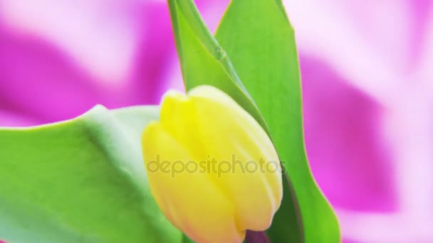 Gele Tulp Draaien Een Diep Paarse Achtergrond Extreme Close Geschoten — Stockvideo