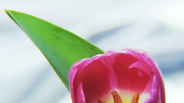 Paarse Tulp Draaien Een Zilveren Achtergrond Extreme Close Geschoten Het — Stockvideo