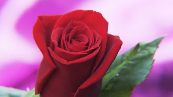 红玫瑰在金色的背景下旋转 极端特写拍摄红色史诗 — 图库视频影像