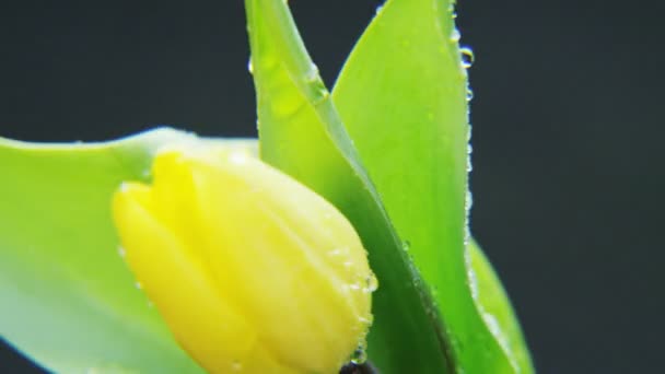 Wet Yellow Tulip Rotating Dark Background Extreme Close Shot Red — Stock Video