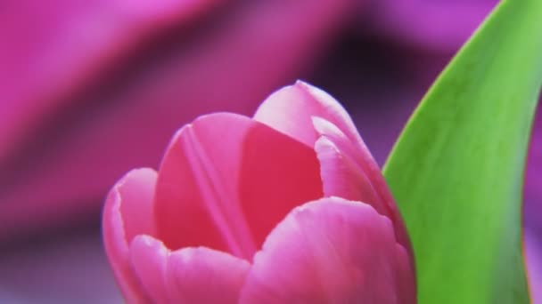 Paarse Tulp Draaien Een Diep Paarse Achtergrond Extreme Close Geschoten — Stockvideo