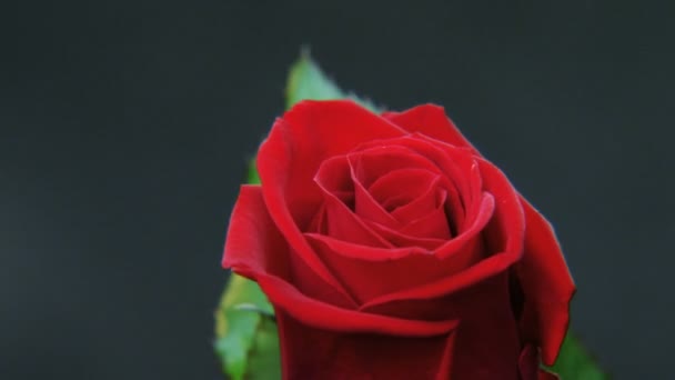 Κόκκινο Τριαντάφυλλο Περιστρεφόμενη Μαύρο Φόντο Σκούρο Φόντο Γυρίστηκε Κόκκινο Έπος — Αρχείο Βίντεο