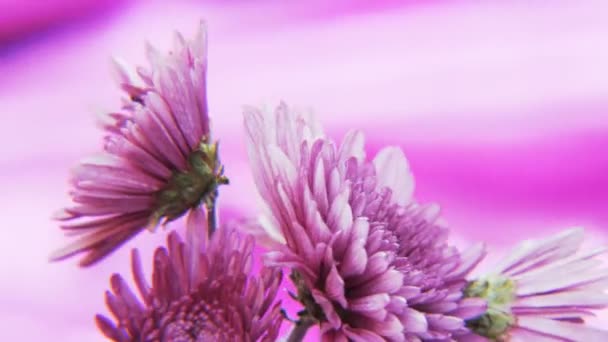 Flores Púrpuras Girando Sobre Fondo Púrpura Profundo Primer Plano Extremo — Vídeos de Stock