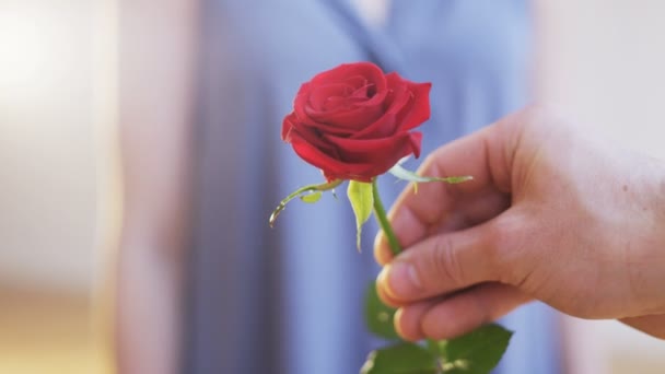 Ein Mann Überreicht Einer Frau Eine Rote Rose Nahaufnahme Schuss — Stockvideo