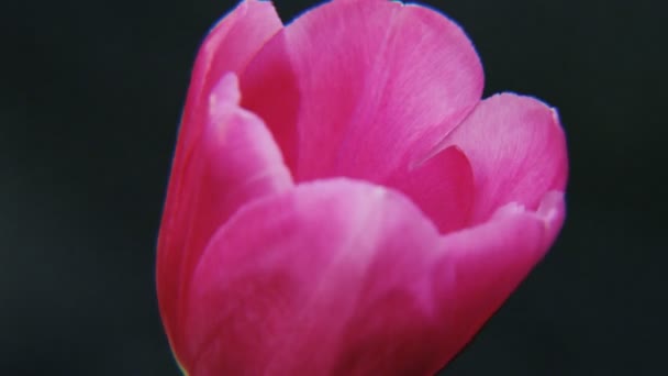 Tulipano Viola Rotante Fondo Nero Primo Piano Estremo Girato Red — Video Stock