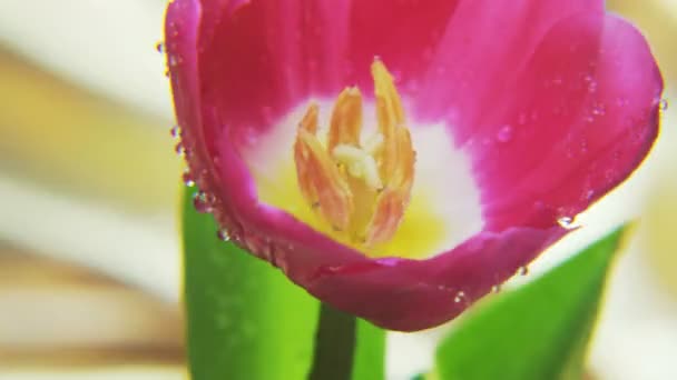 Paarse Tulp Draaien Een Gouden Achtergrond Extreme Close Geschoten Het — Stockvideo