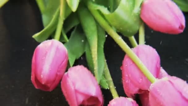 Tulipanes Morados Cayendo Fondo Negro Primer Plano Extremo Disparo Red — Vídeo de stock