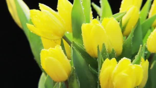 Tulipani Gialli Bagnati Rotanti Fondo Nero Primo Piano Estremo Girato — Video Stock