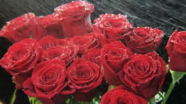 Červené Růže Silném Dešti Černé Pozadí Extrémní Detail Střílel Red — Stock video