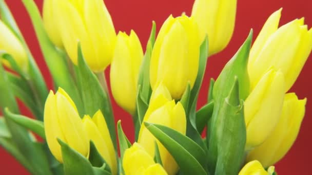 Gelbe Tulpen Rotieren Auf Rotem Hintergrund Extreme Nahaufnahme Schuss Auf — Stockvideo