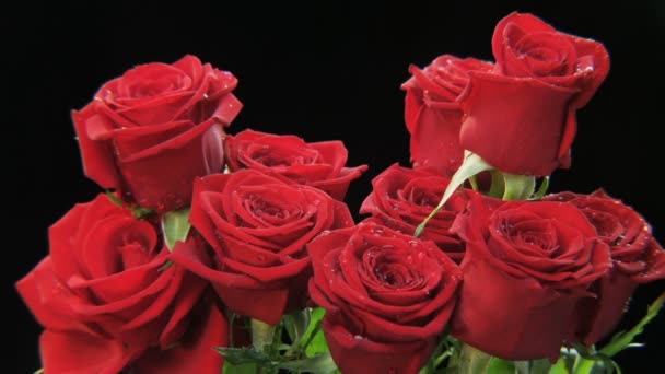 拿一束玫瑰花 黑色背景 极端接近 拍摄红色史诗 — 图库视频影像