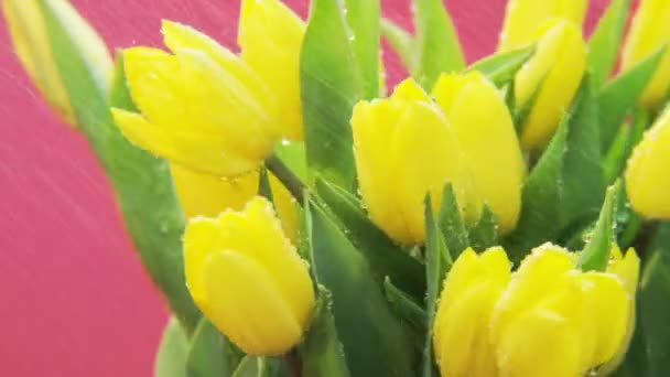 黄色的郁金香在大雨中旋转 粉红色背景 极端接近 拍摄红色史诗 — 图库视频影像