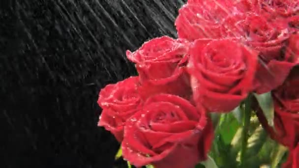 Rosas Rojas Girando Bajo Fuertes Lluvias Fondo Negro Primer Plano — Vídeo de stock