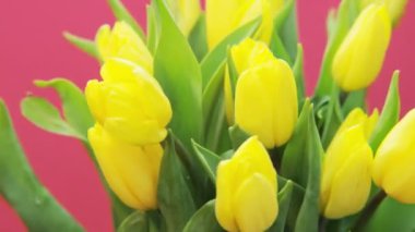 Sarı laleler, pembe arka plan döner. Aşırı yakın çekim. Kırmızı Epic vurdu