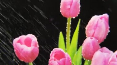 Mor laleler ağır yağmur altında döner. Siyah arka plan. Aşırı yakın çekim. Kırmızı Epic vurdu.