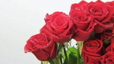 Beyaz arka plan üzerinde dönen adet kırmızı gül. Aşırı yakın çekim. Kırmızı Epic vurdu