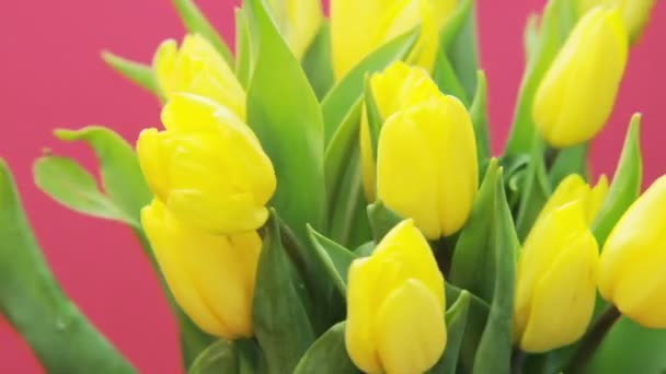 黄色的郁金香在粉红色背景下旋转 极端接近 拍摄红色史诗 — 图库视频影像