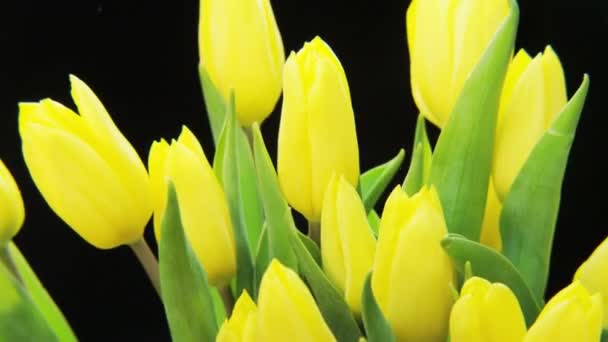 Gelbe Tulpen Die Sich Auf Schwarzem Hintergrund Drehen Extreme Nahaufnahme — Stockvideo