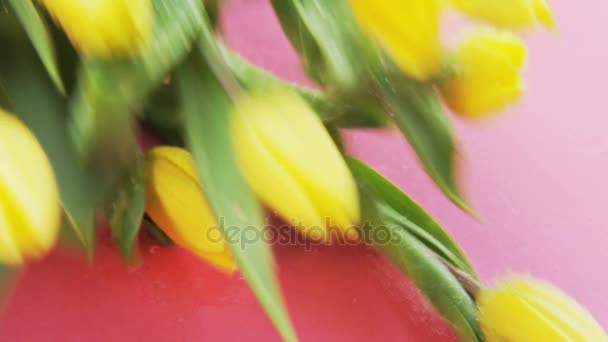 Natte Gele Tulpen Vallen Roze Achtergrond Extreme Close Geschoten Het — Stockvideo