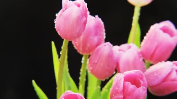 Wet Purple Tulips Rotating Black Background Extreme Close Shot Red — Stock Video