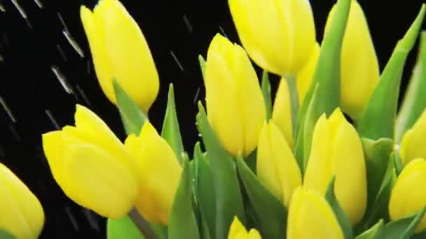 Gele Tulpen Roterende Zware Regen Zwarte Achtergrond Extreme Close Geschoten — Stockvideo