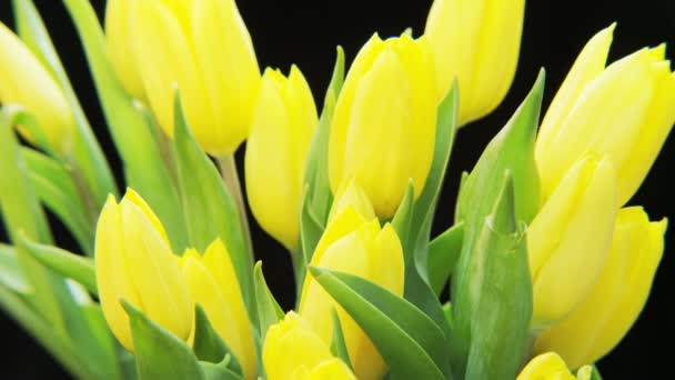 Gelbe Tulpen Extreme Nahaufnahme Schuss Auf Rotes Epos Schwarzer Hintergrund — Stockvideo