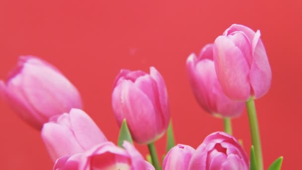 Purple Tulips Rotating Red Background Extreme Close Shot Red Epic — Stock Video