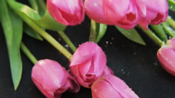 Purpurrote Tulpen Fallen Schwarzer Hintergrund Extreme Nahaufnahme Schuss Auf Rotes — Stockvideo