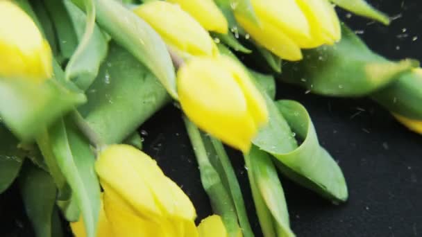 Tulipes Jaunes Humides Tombant Vers Bas Fond Noir Extrême Gros — Video